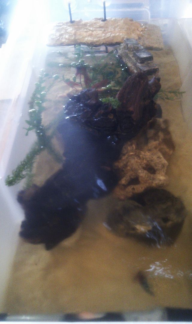 Musk Turtle tank set up ? Reptile Forums